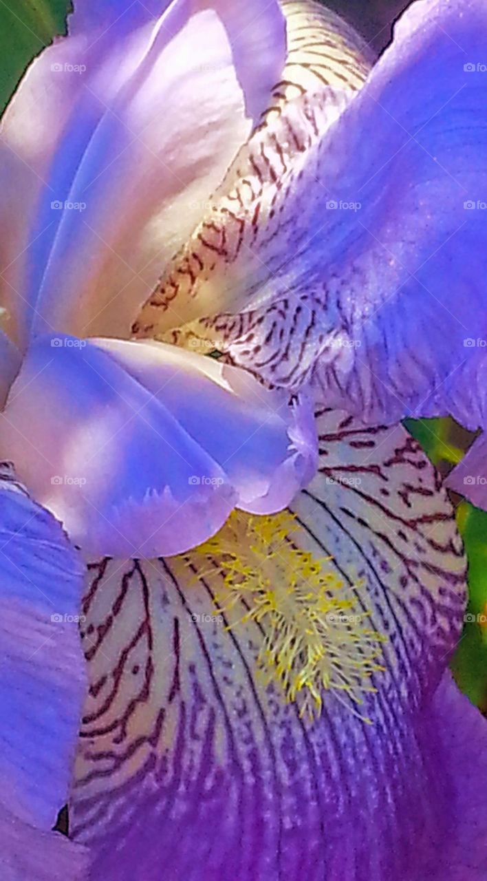 Bearded Iris a purple coloured flower