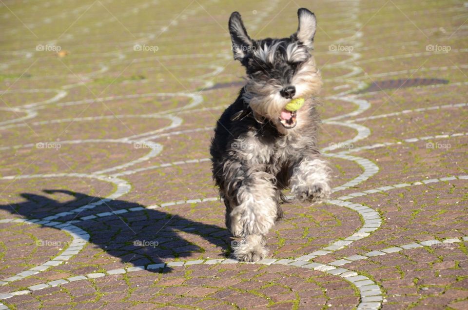 schnauzer running with a ball