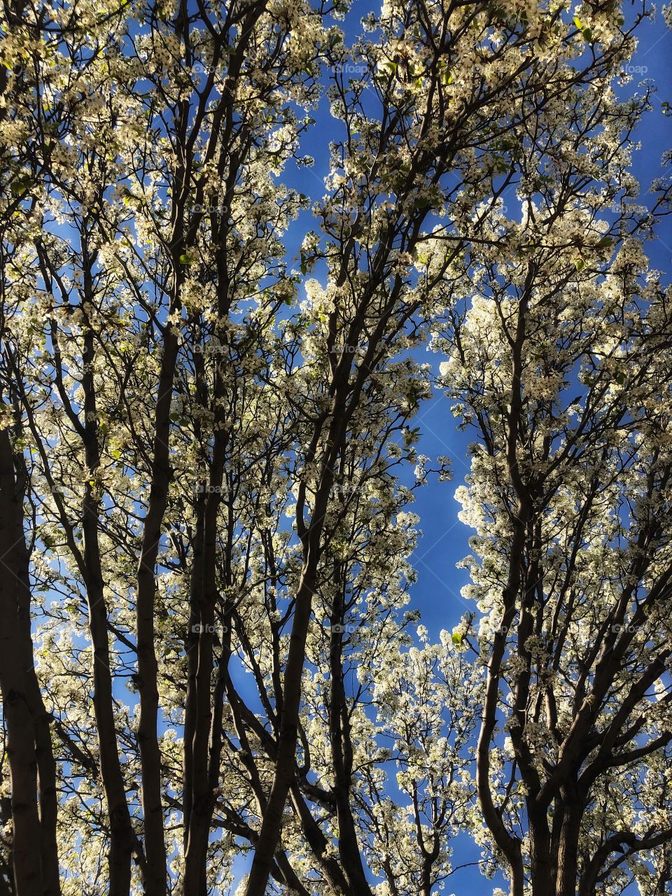 Blue skies and white Flowers. This tree makes me want Easter eggs and wear pastels! I love spring.