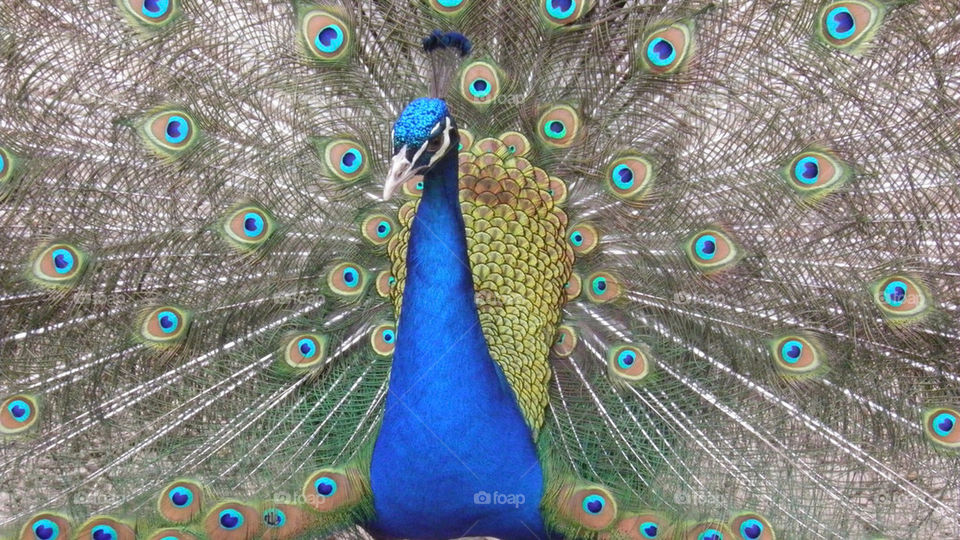 blue colors bird peacock by sheltielover