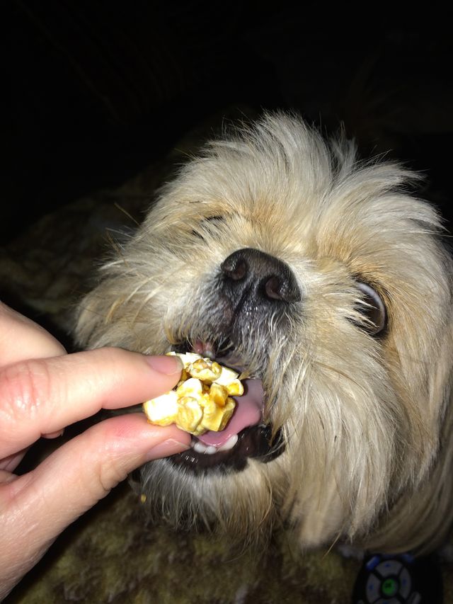 Barney the Shih Tzu