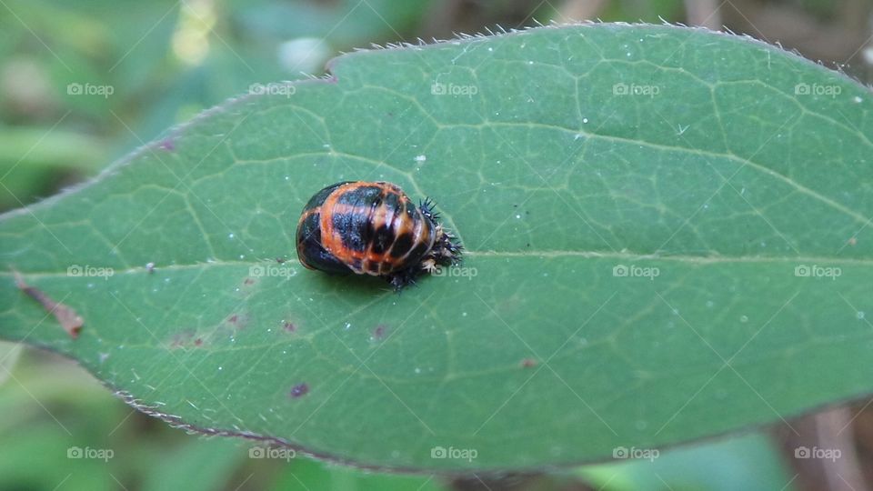 macro, bug, on a ,leaf,invertebrate,  united Kingdom