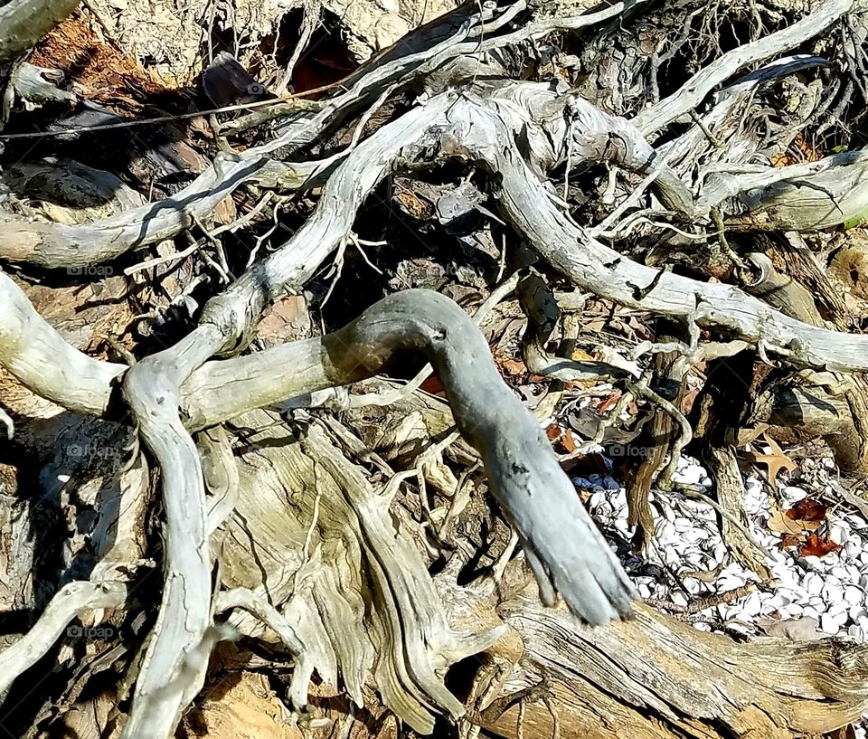 tree roots tangled.