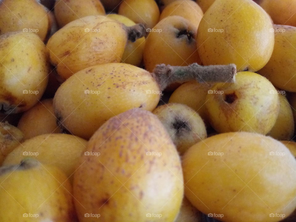 freshly spring harvested loquats from florida