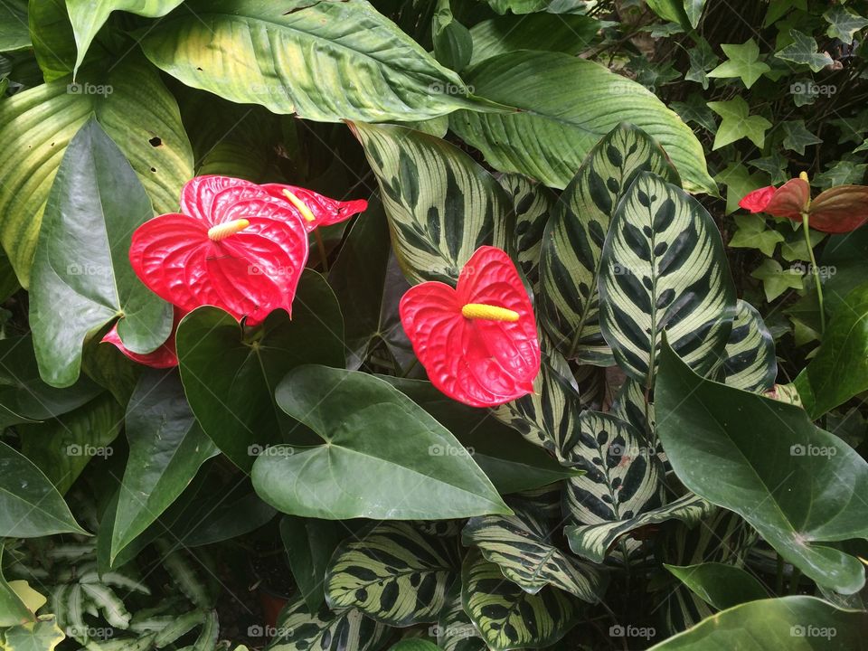 Leaf, Flora, Nature, Garden, Flower