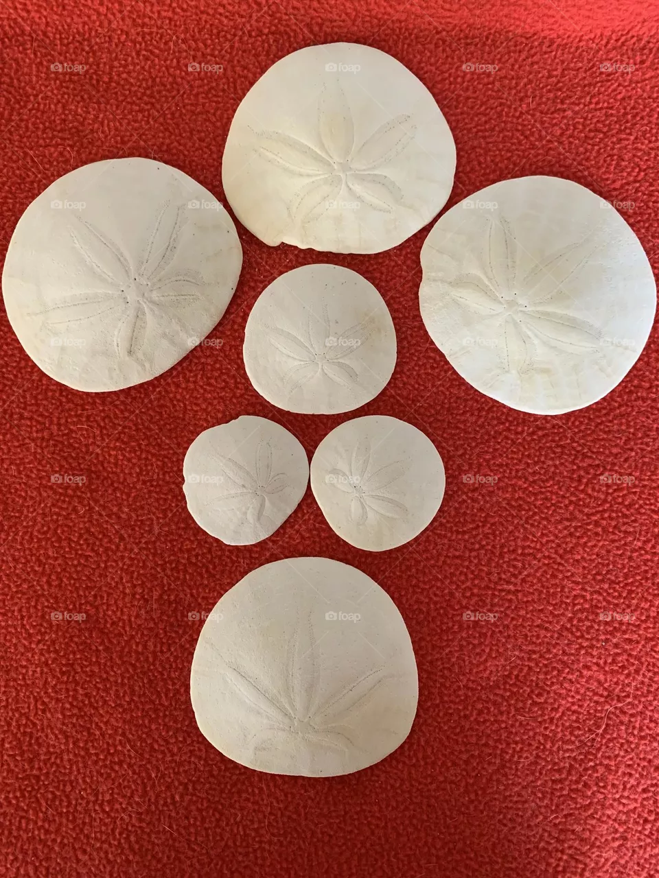 Sand dollars 
