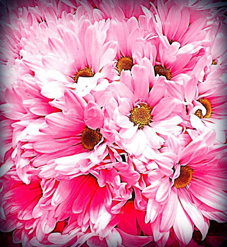Pink daisies