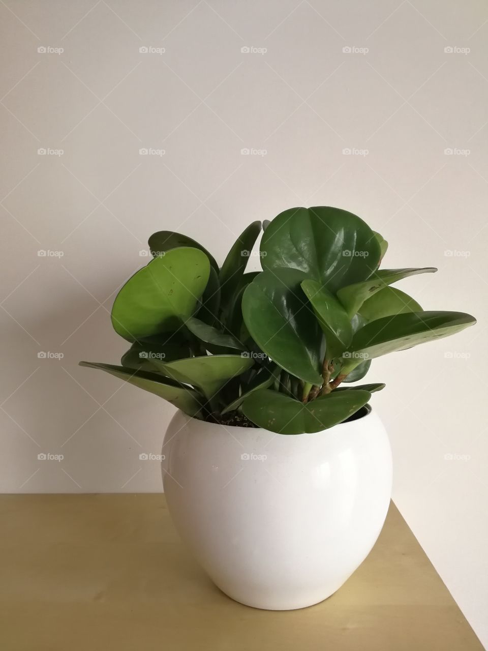 Plant in white pot