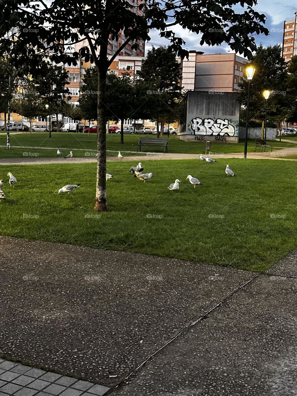 Gaviotas 