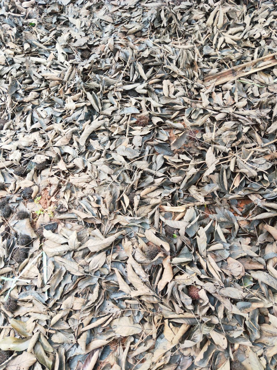 dry leaves scattered on the ground. to be processed into organic fertilizer