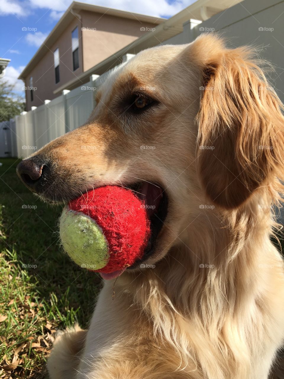 golden retriever playing fetch in back yard