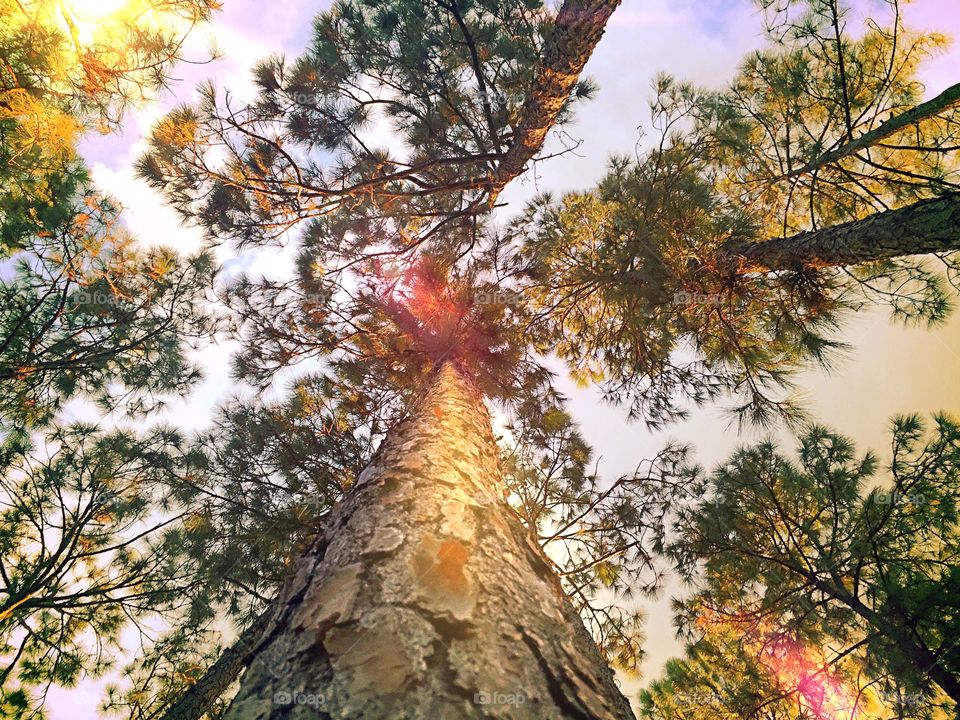 Sunlight through the trees. Sunlight flare through the tree canopy.