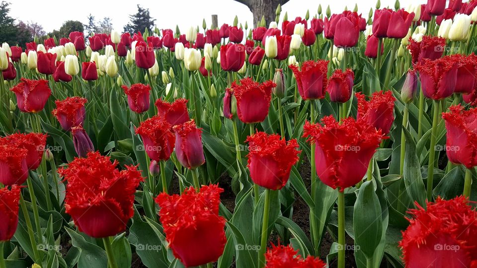Tulip Time