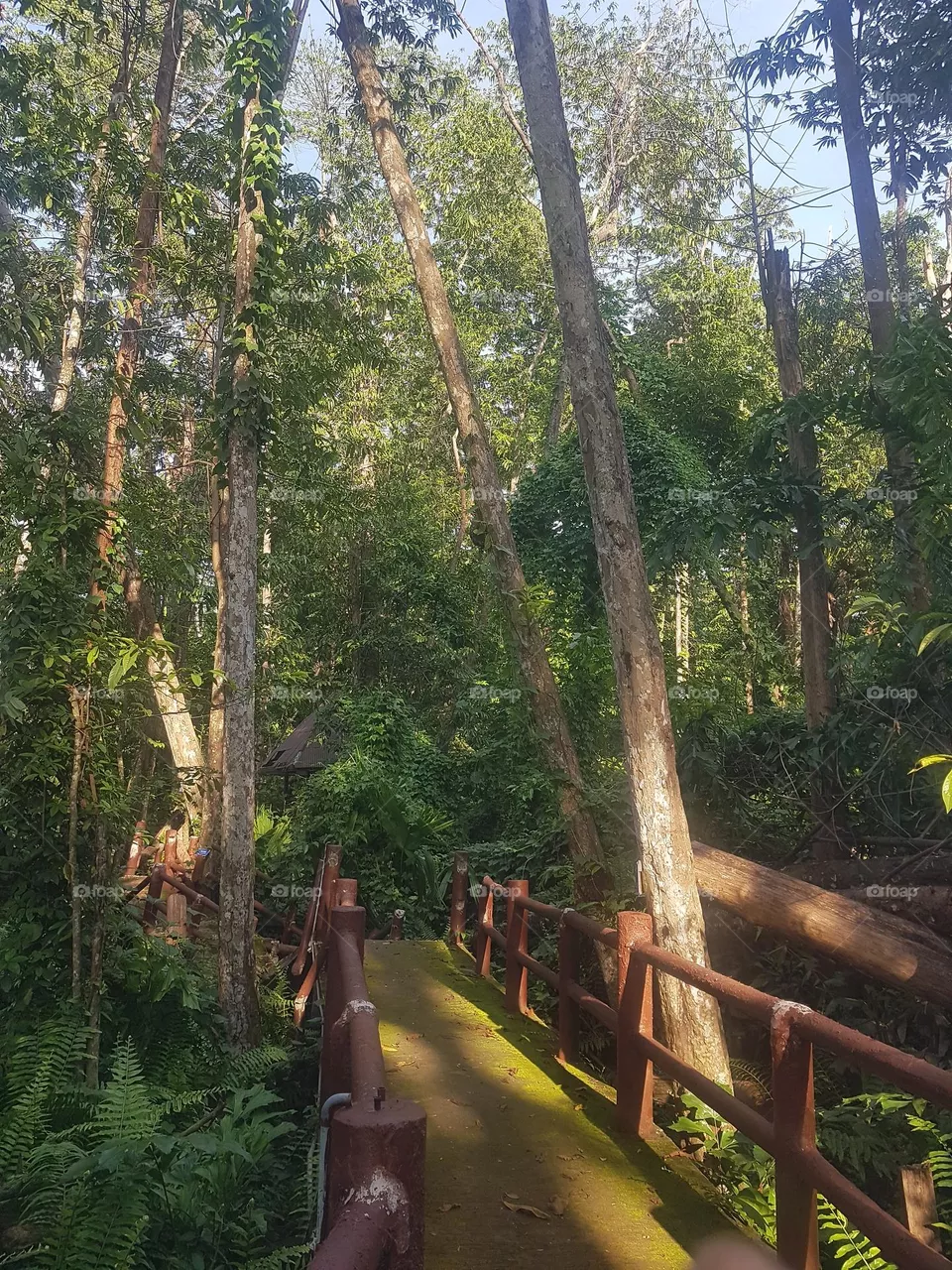 Take a walk and explore the forest