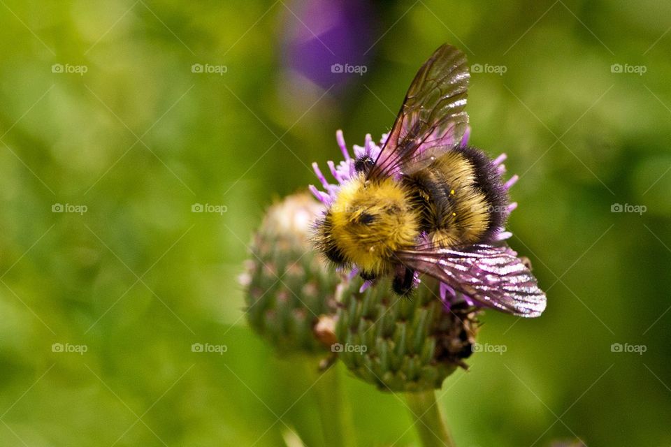 Bee on a flower