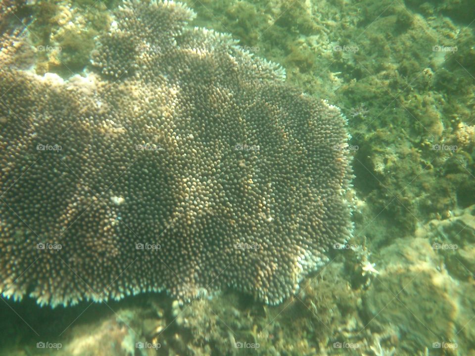 Corals in Canyon cove