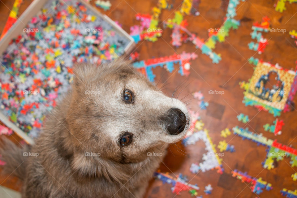 Dog and puzzle 