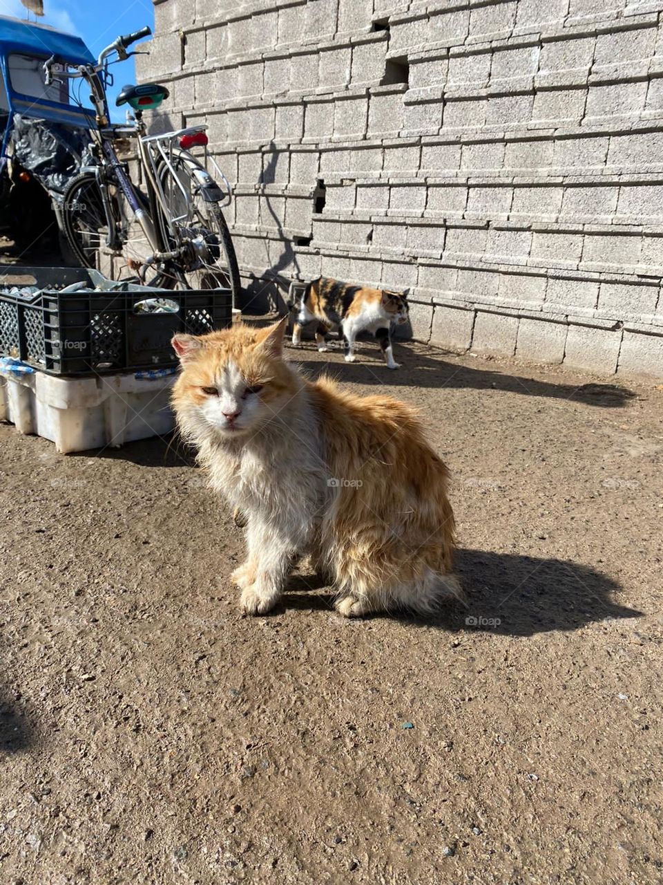 Cute cat looking at my camera at essaouira city in Morocco