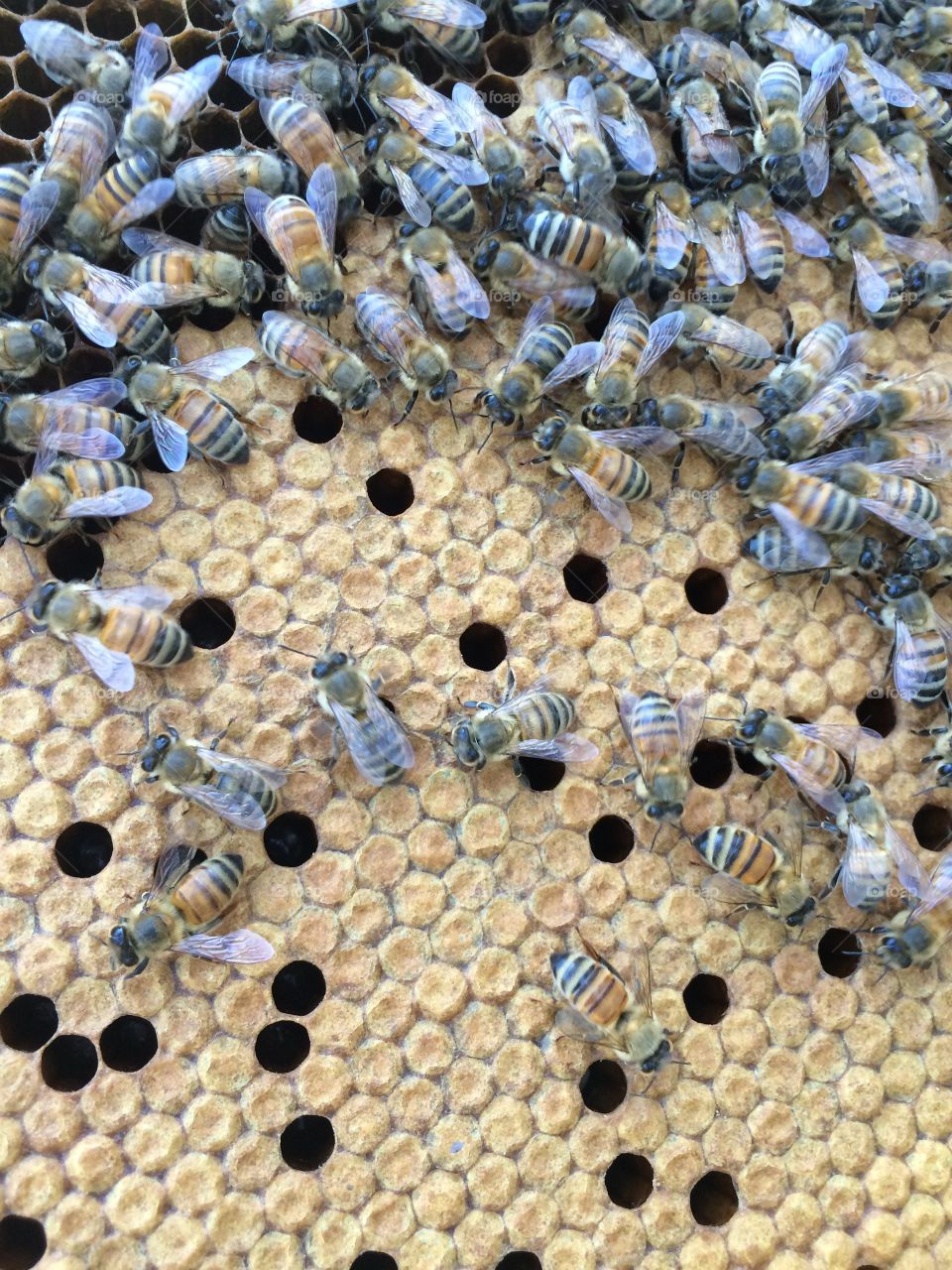 Honeybees working hard. 