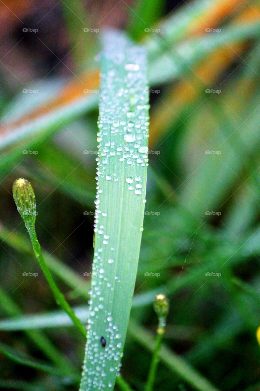 Rain drops