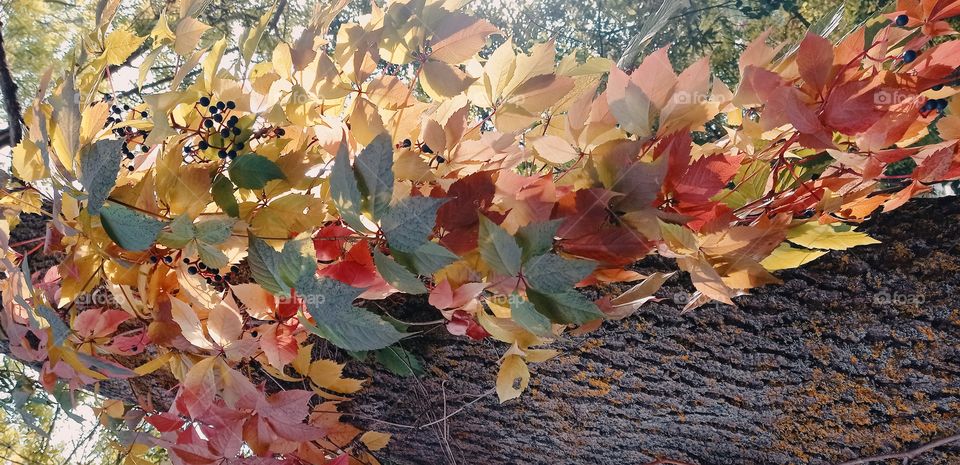 Autumn sun in colors