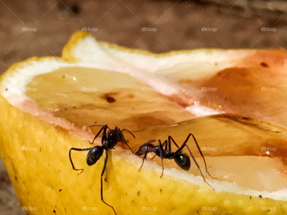 Two worker ants feeding on a half lemon outdoors, 