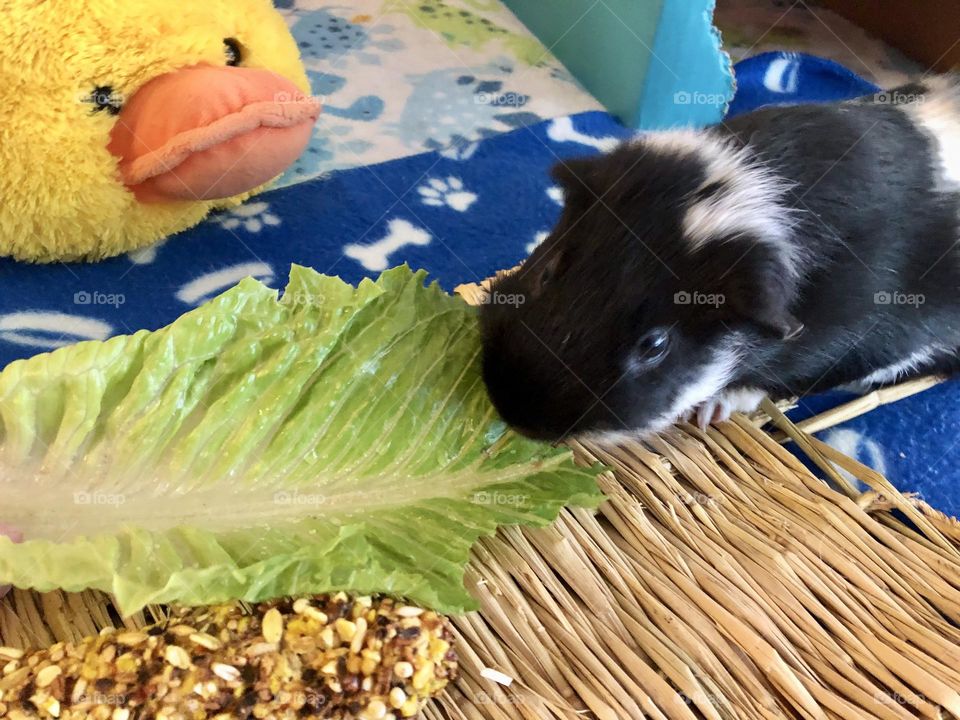 Love salad Jeeves / Hungry Timmy 