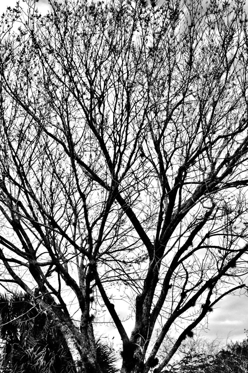 Winter tree black and white