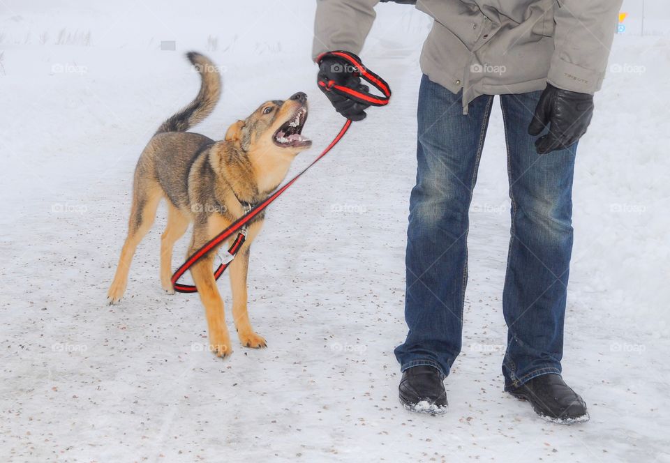 Dog walk