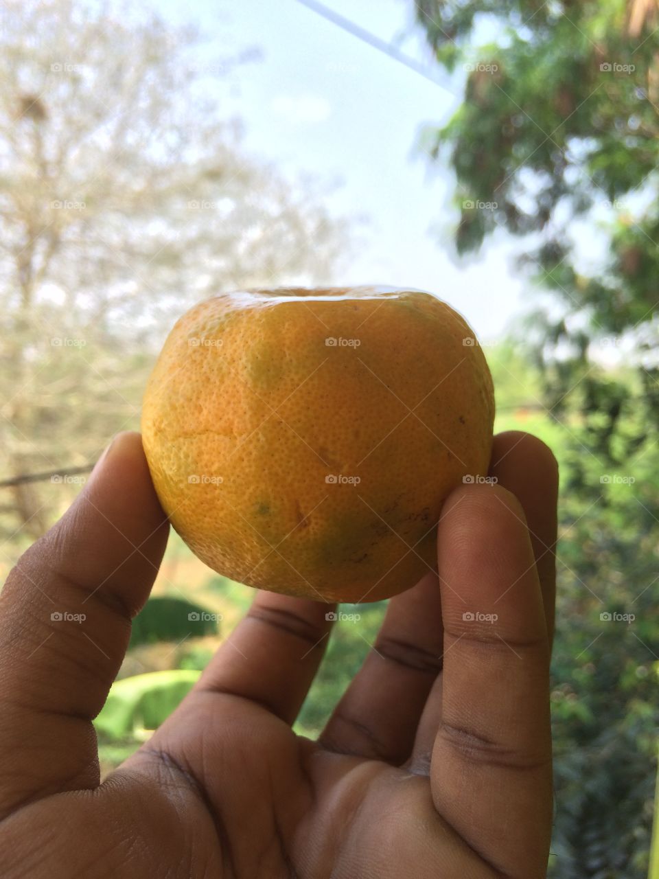 A person hand holding orange fruit