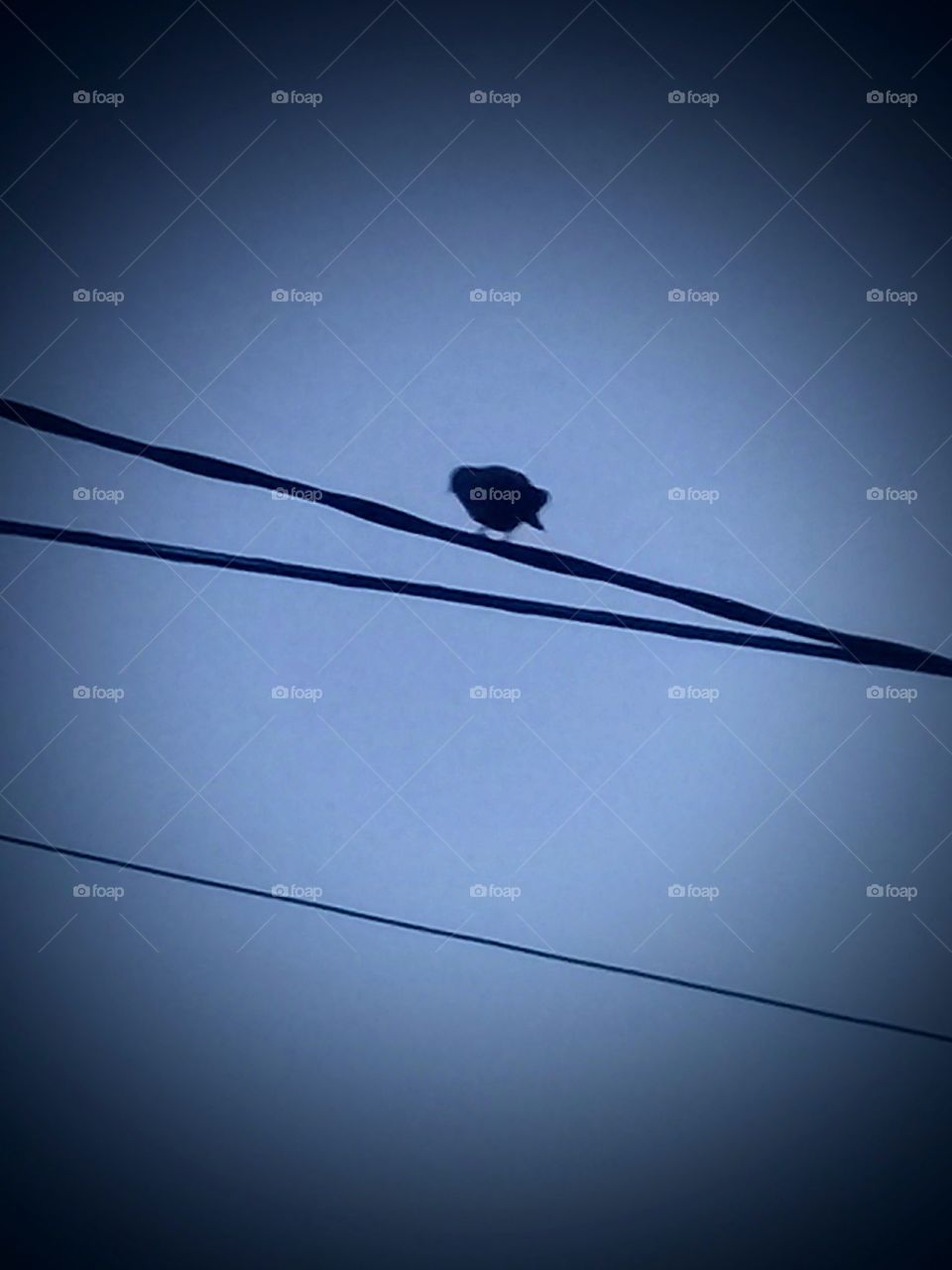 silueta de un pequeño pájaro posado sobre un grueso cable de alta tensión,  destacando sobre el cielo azul despejado.