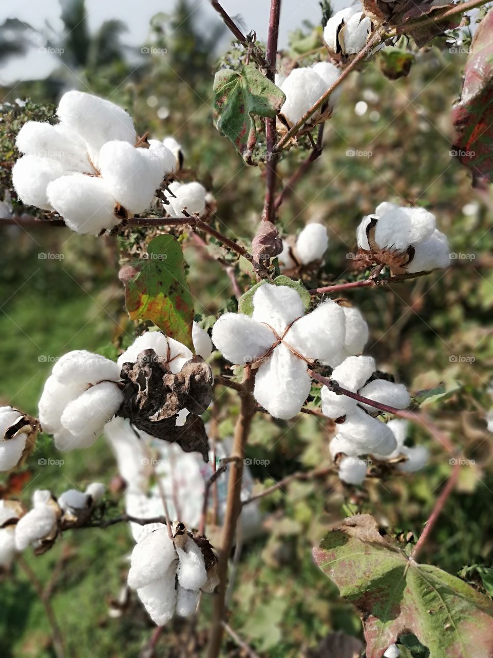 flowers of cotton.