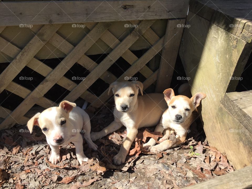 Three white and tan puppies laying down in the sun by a porch