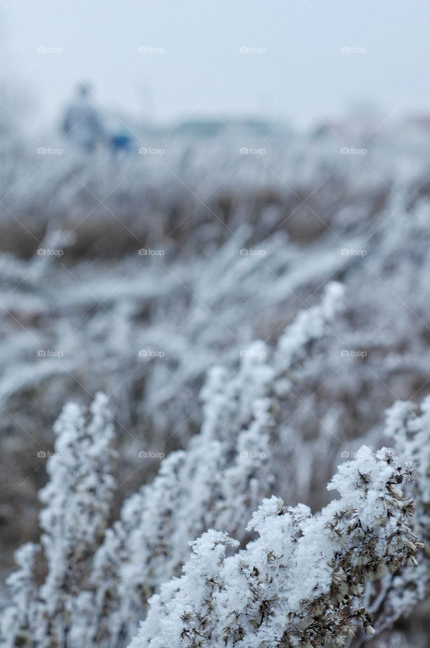 Blades of grass in snow. Shadow figure in the distance.