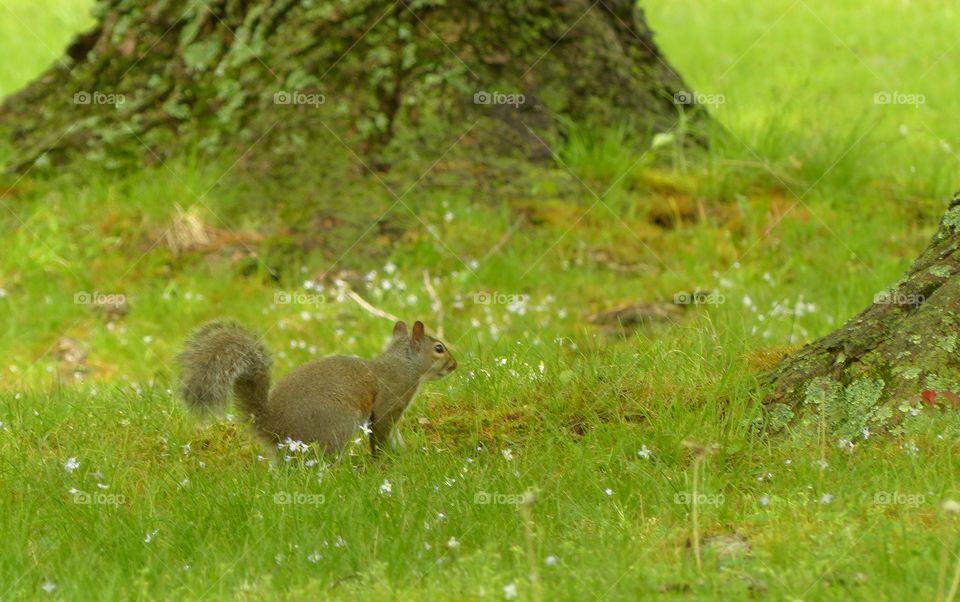 Grey squirrel sitting on green grass