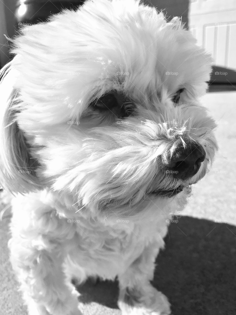 Deep thoughts on this puppy face