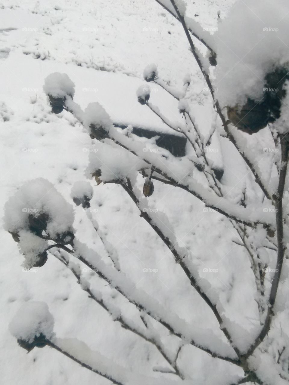 Snow buds