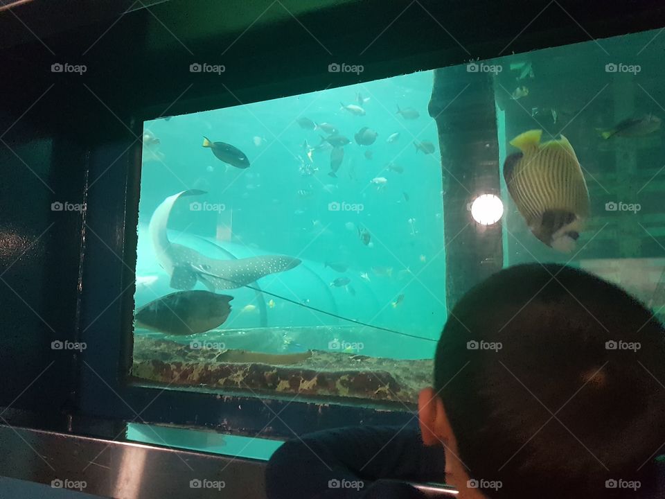 Sydney aquarium