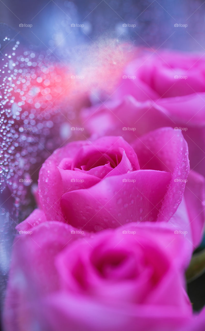 Pink wet roses flower close-up