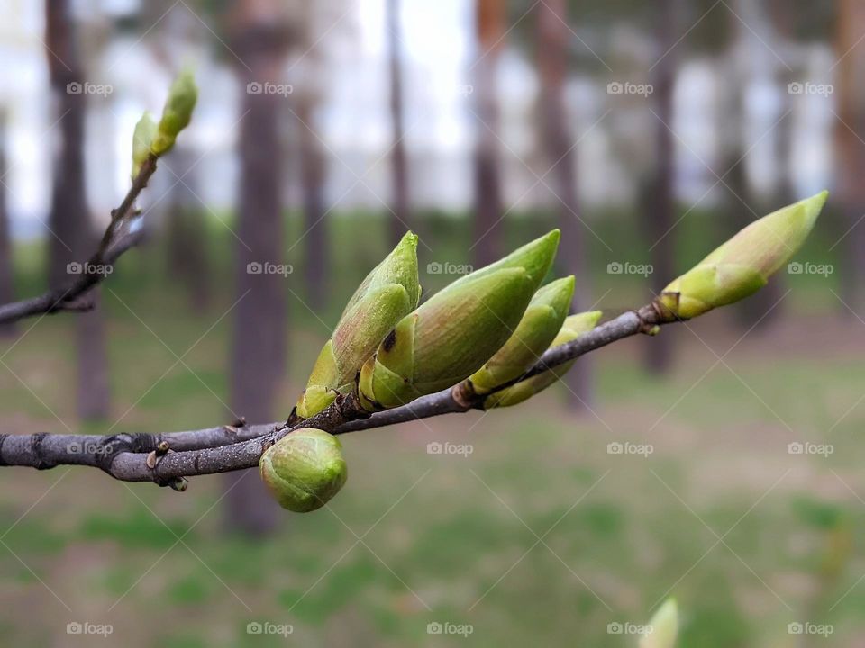 plants