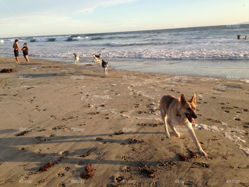 Blitz playing at the dog beach