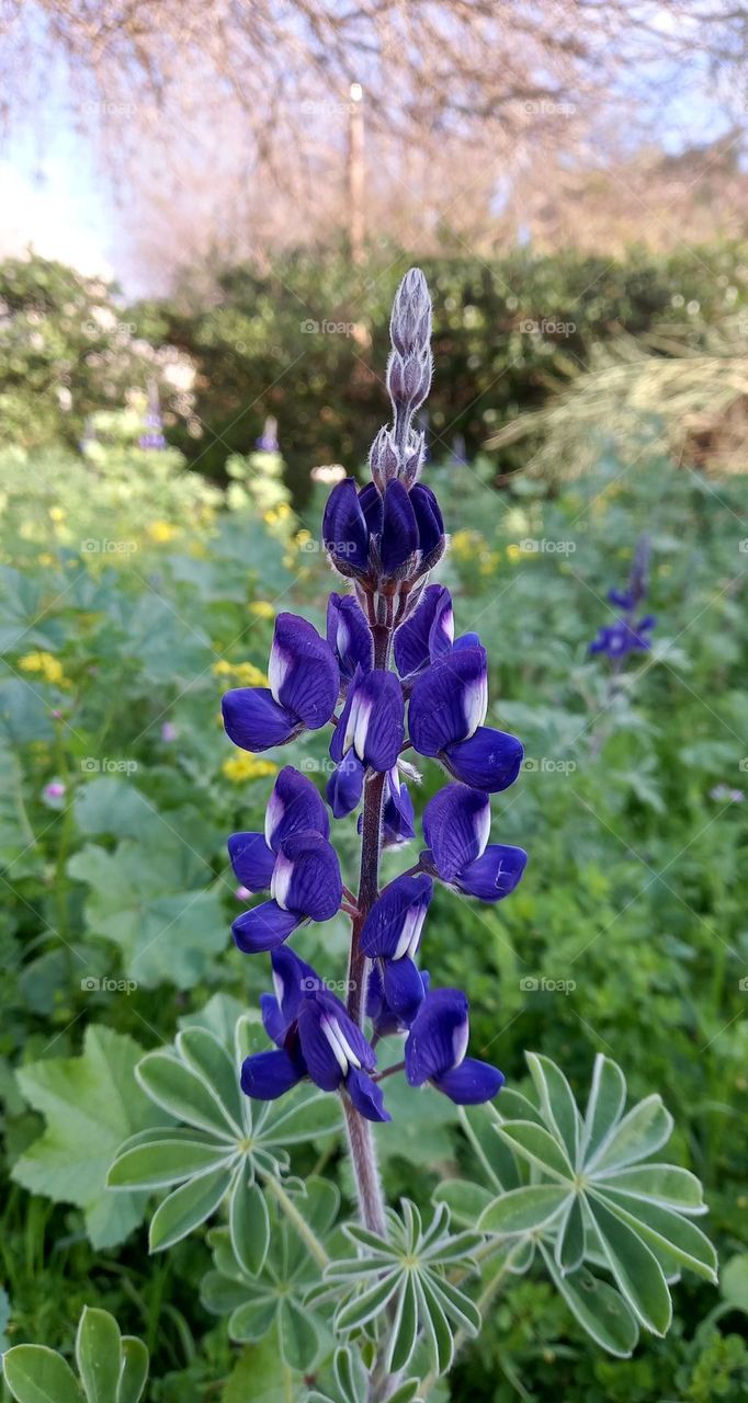 Lupinus sprcies