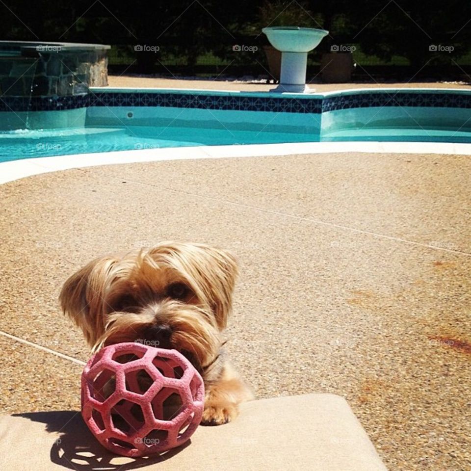 Summer Pup. Dog playing by pool