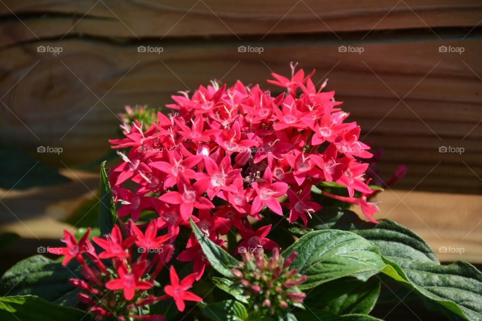 Close-up of red plant