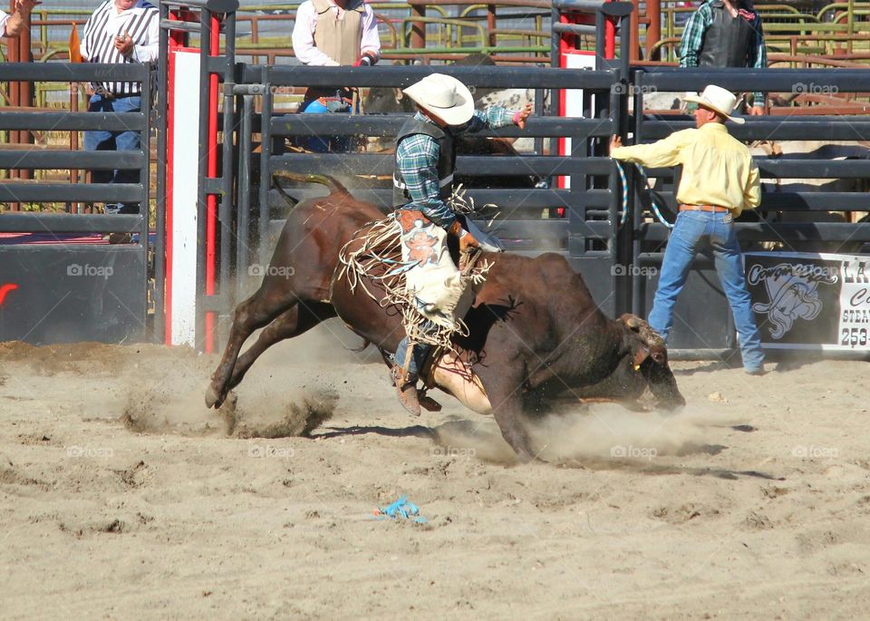 Bull Riding