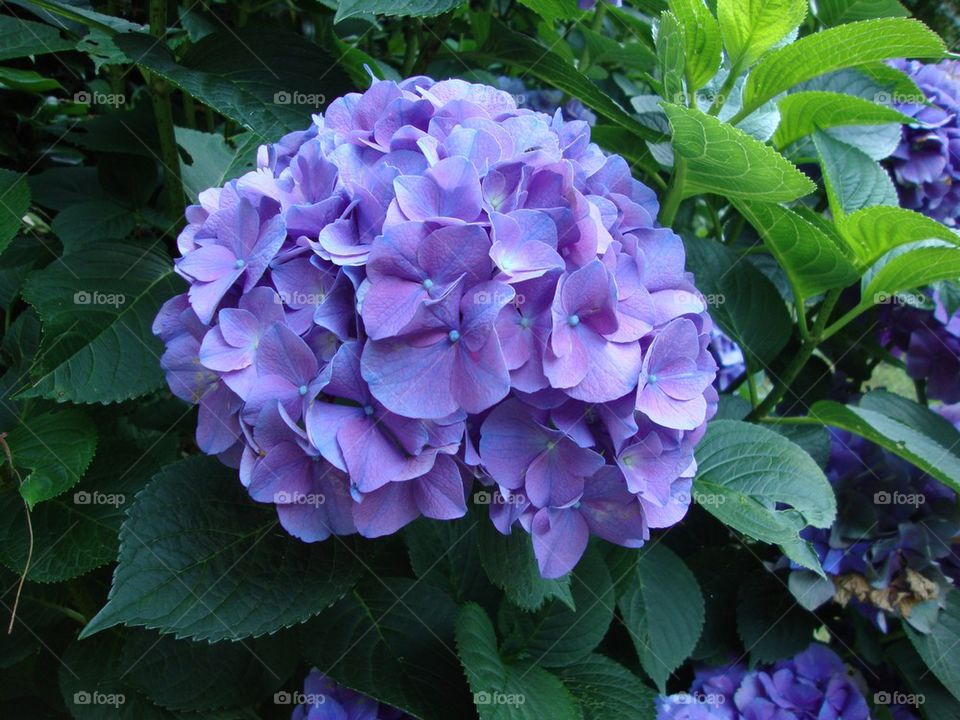 Amazing Blooming Hydrangea