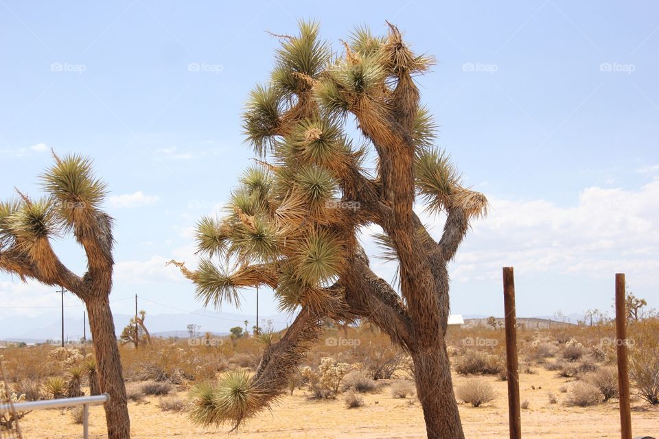 Joshua trees 