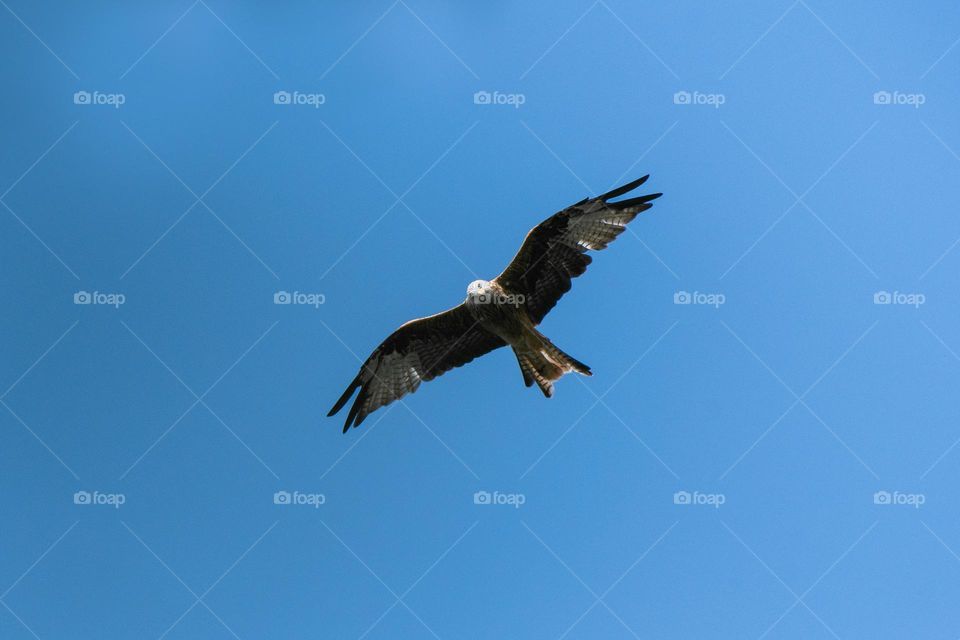 A big bird against blue sky
