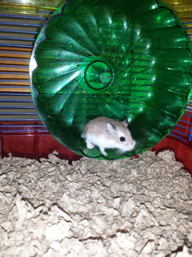 hamster