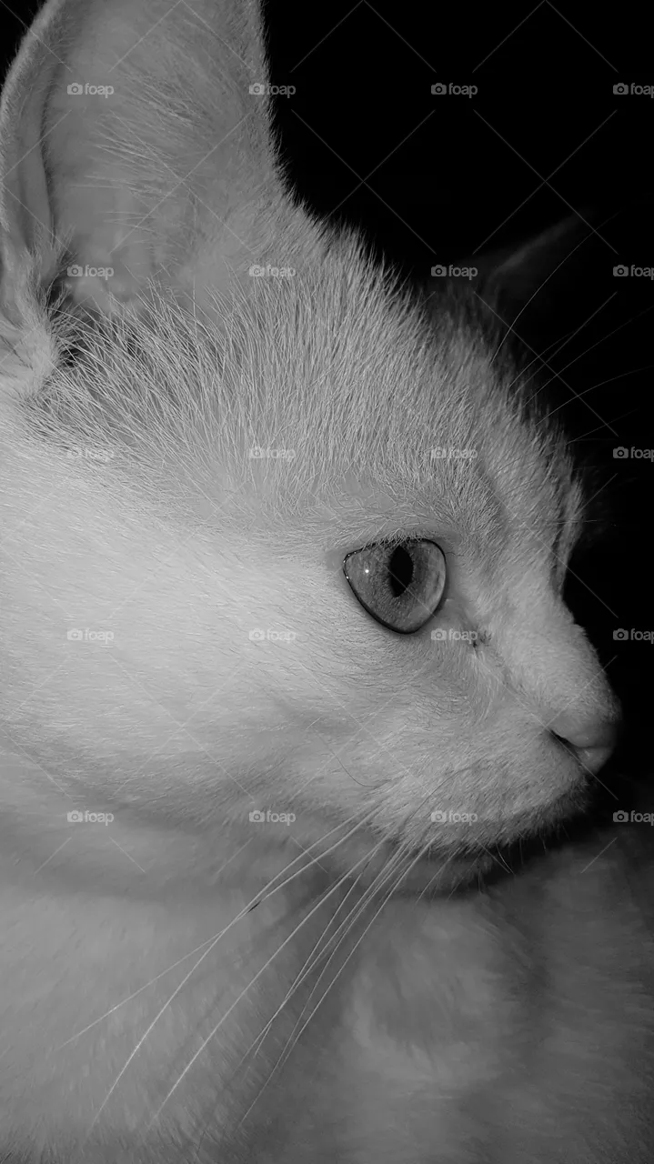cat Amur